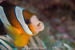 Clark Anemonefish. f11 / 1/1125 - 105mm
 by Leslie Howell 